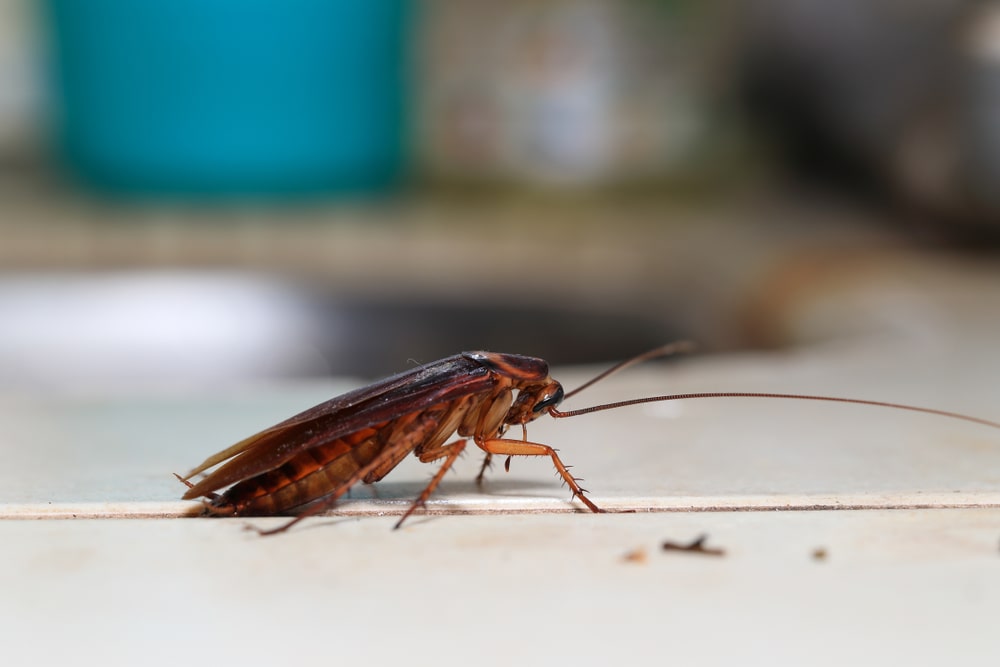 Dying,Cockroach,Blattodea,Crawling,Around,The,Kitchen,,Isolated,