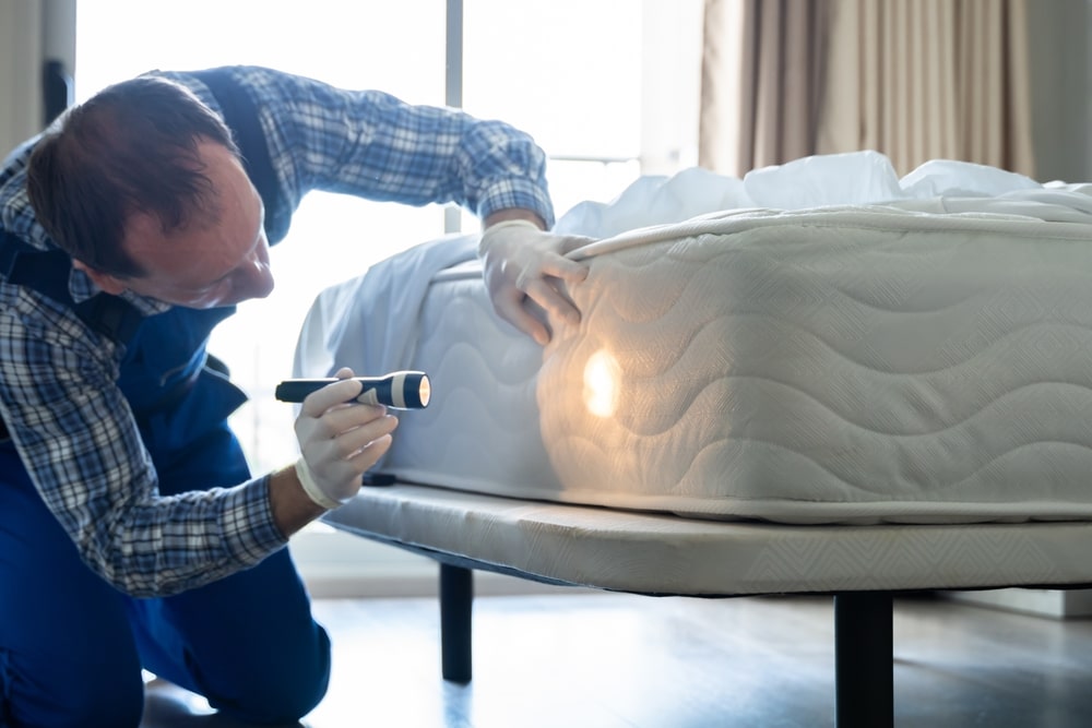Bed,Bug,Infestation,And,Treatment,Service.,Bugs,Extermination