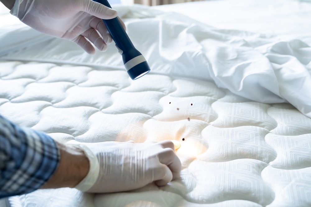 Bed,Bug,Infestation,And,Treatment,Service.,Bugs,Extermination