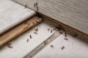 pest-ridden home interior
